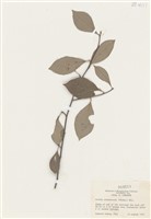 藏品(Aronia melanocarpa (Michx.) Ell.)的圖片